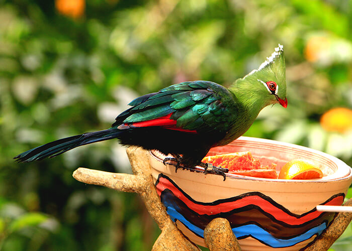 باغ پرندگان در مالزی