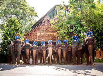 دهکده فیل های پاتایا ( The Elephant Village )